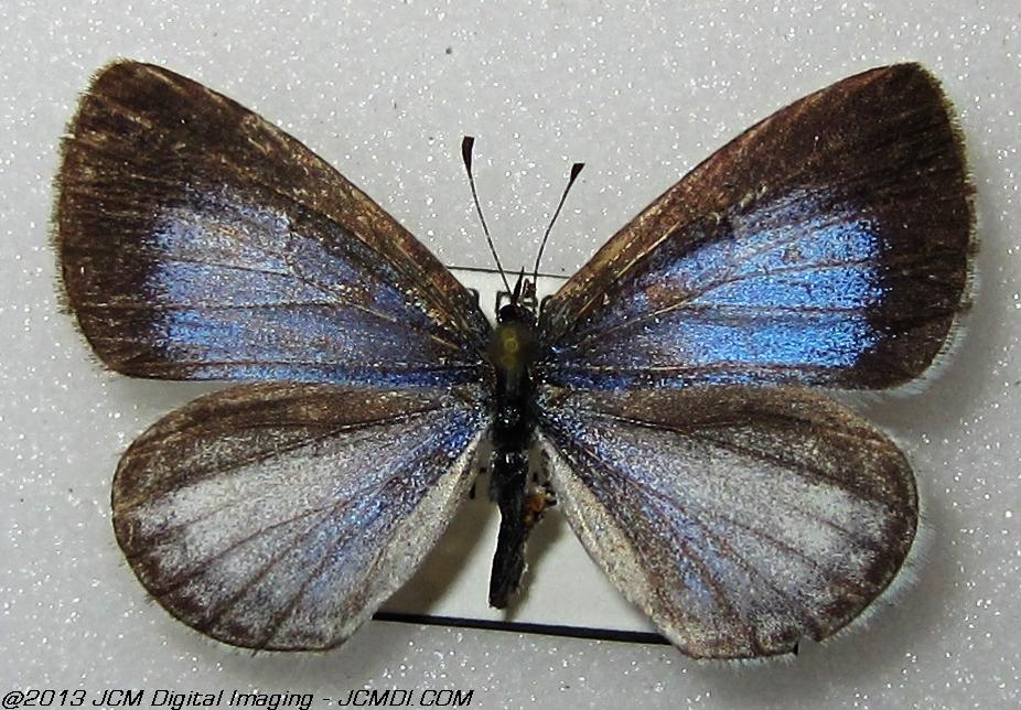 Celastrina argiolus ssp (Georgia)